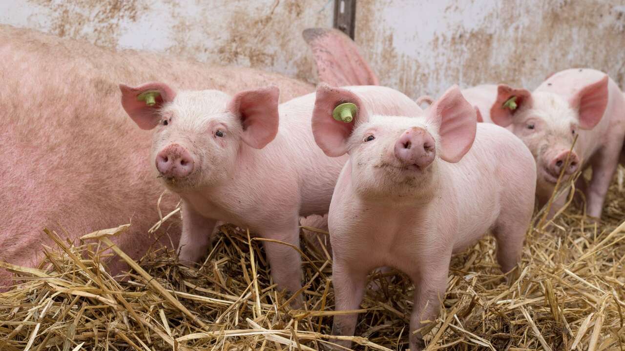 70 Ferkel bei Stallbrand verendet