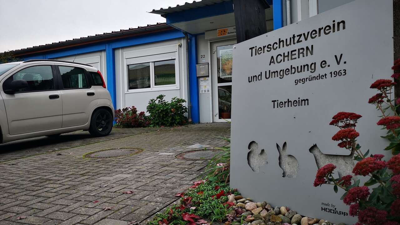 Wenn Katzen verwildern: Tierschutzverein Achern ist gefordert